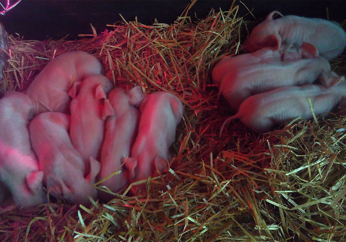 A colour image of piglets lying in hay under a red heat lamp - The Oasis Farm Waterloo Urban Farm Initiative supported by the Ellis Campbell Foundation pigs